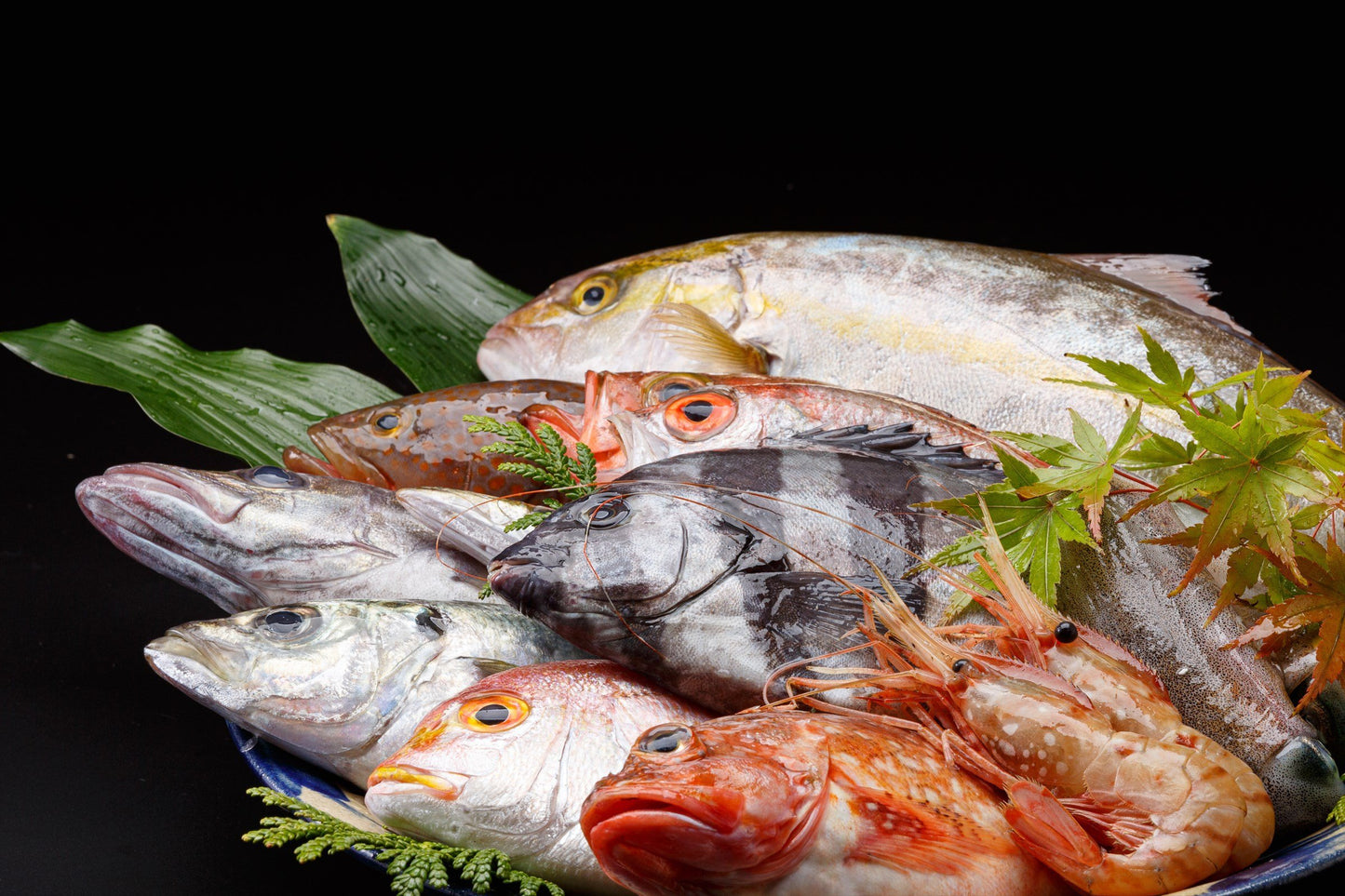 きときと鮮魚セット【下処理なし】