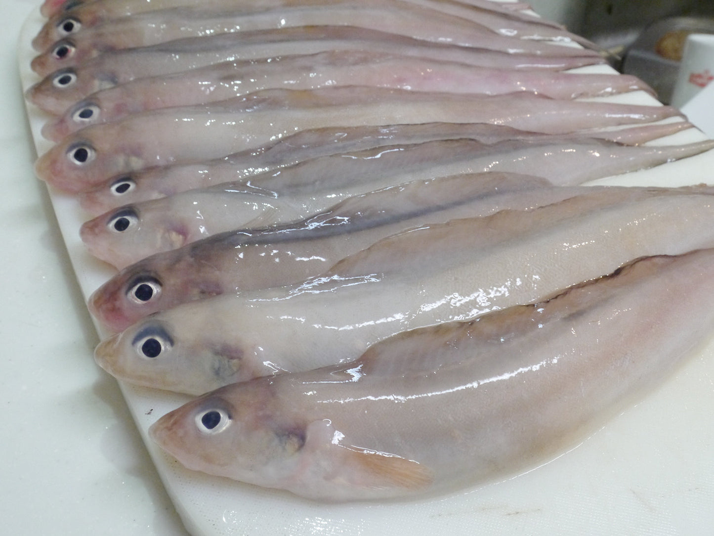 日本海の美味しい深海魚・げんげ(幻魚) <冷凍>~コラーゲン質に包まれた日本海の絶品食材~