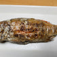 極上のどぐろ 丸ごと一尾パック（下処理済／焼くだけ）