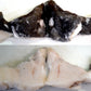 脂ギットギトの貴重な食材・メロカマ　～煮ても焼いても美味しい白身魚～