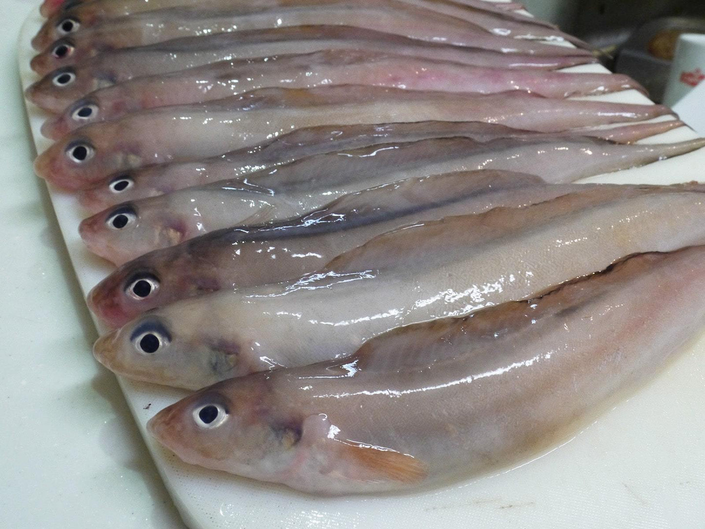 げんげ(幻魚)の干物<冷凍>　～見た目は悪いが美味しさバツグンな北陸の魚～